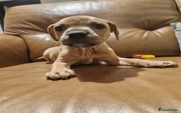 Mixed Breed dogs for sale: Staffie bullweiler puppies  - Image 17
