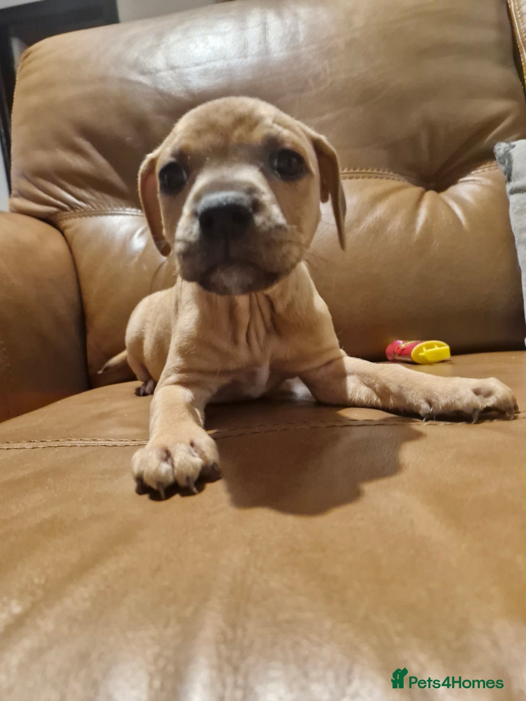 Mixed Breed dogs for sale: Staffie bullweiler puppies  - Image 17