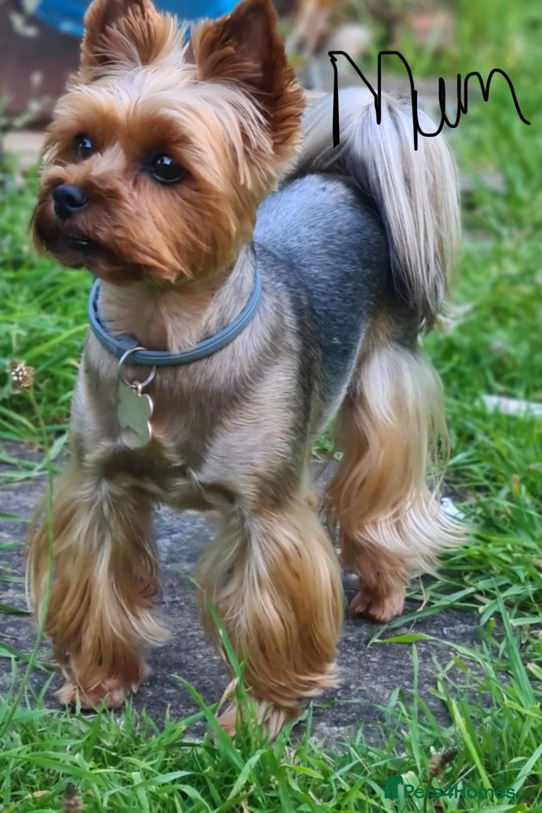 Yorkshire Terrier dogs for sale: Stunning Yorkshire Terriers Puppies  - Advert 16