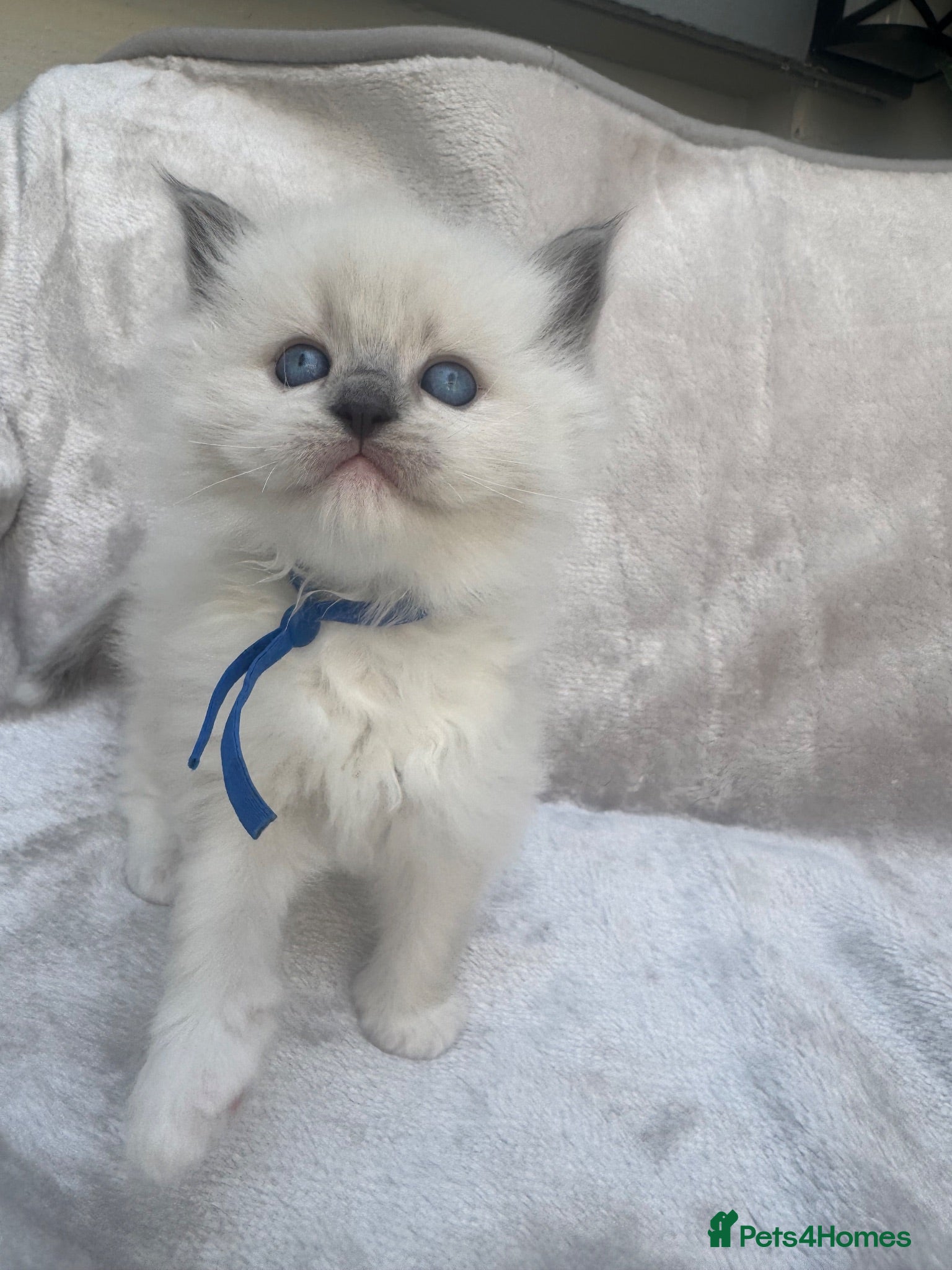 Ragdoll cats 🏆gccf ragdoll kittens outstanding pedigree lines  - Advert 2