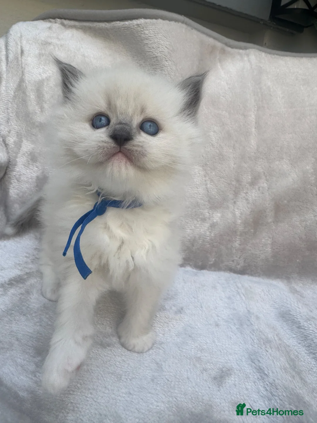 Ragdoll cats for sale: 🏆gccf ragdoll kittens outstanding pedigree lines  - Advert 2