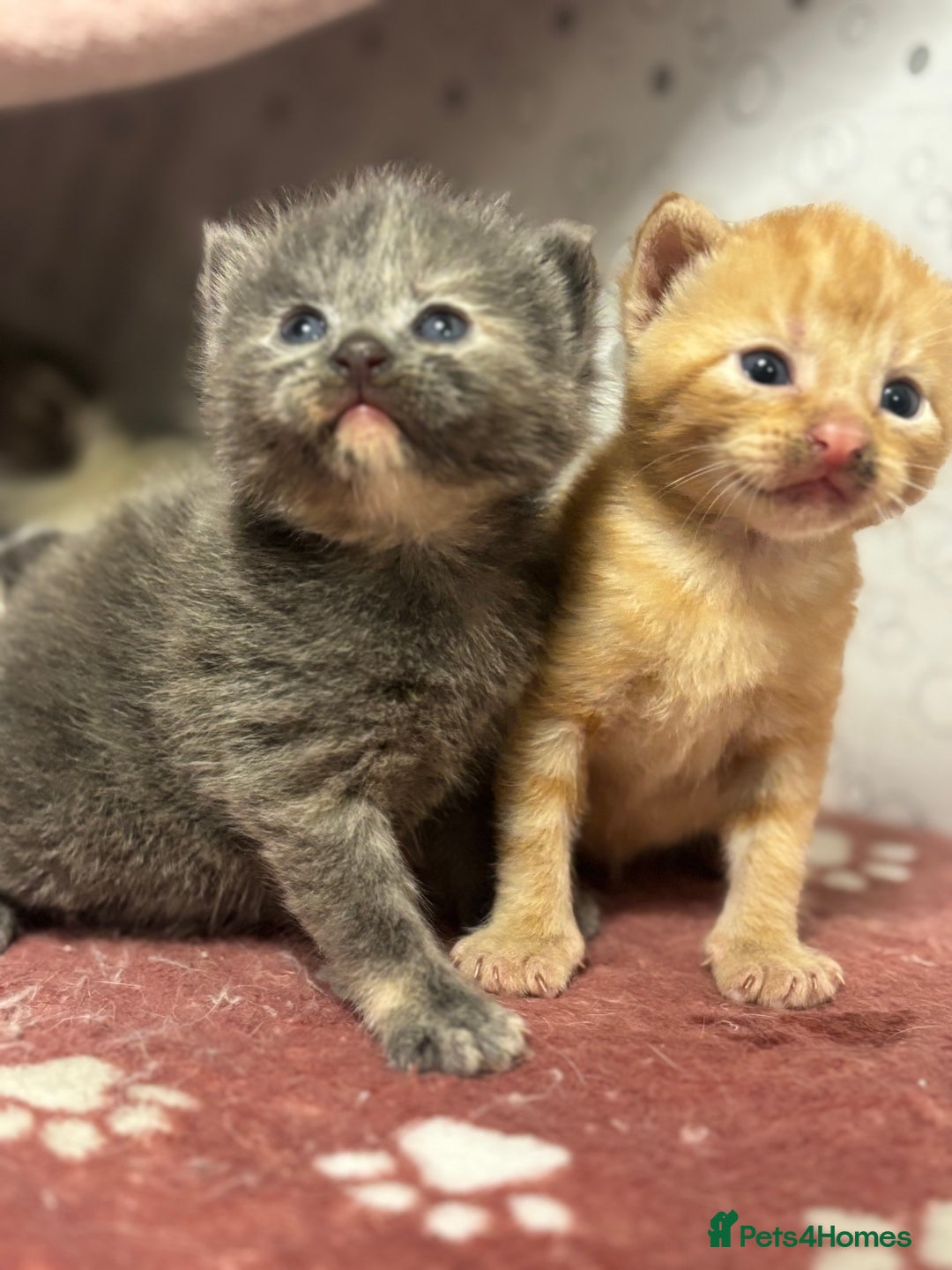 Mixed Breed cats for sale: 5 mixed kittens for sale! - Image 10