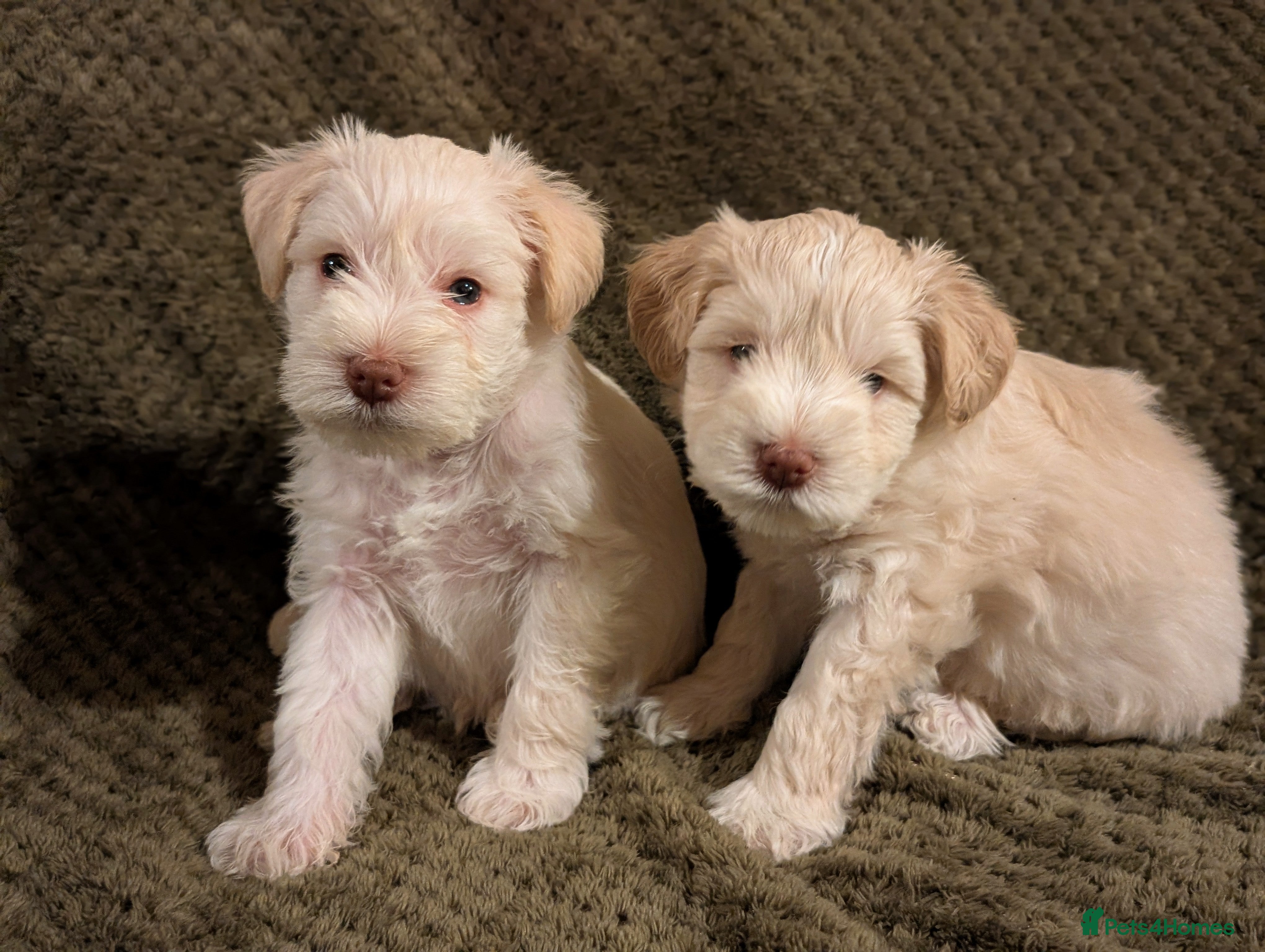 Miniature Schnauzer dogs KC Reg Rare Blue Eyed Wheaten Miniature Schnauzers - Advert 1