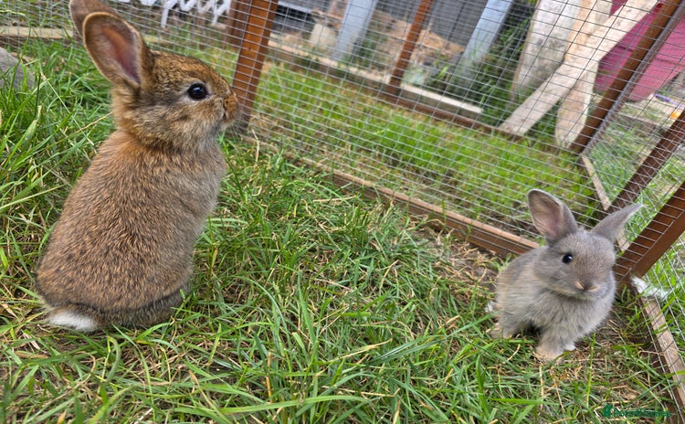 Mixed Breed rabbits - Advert 3