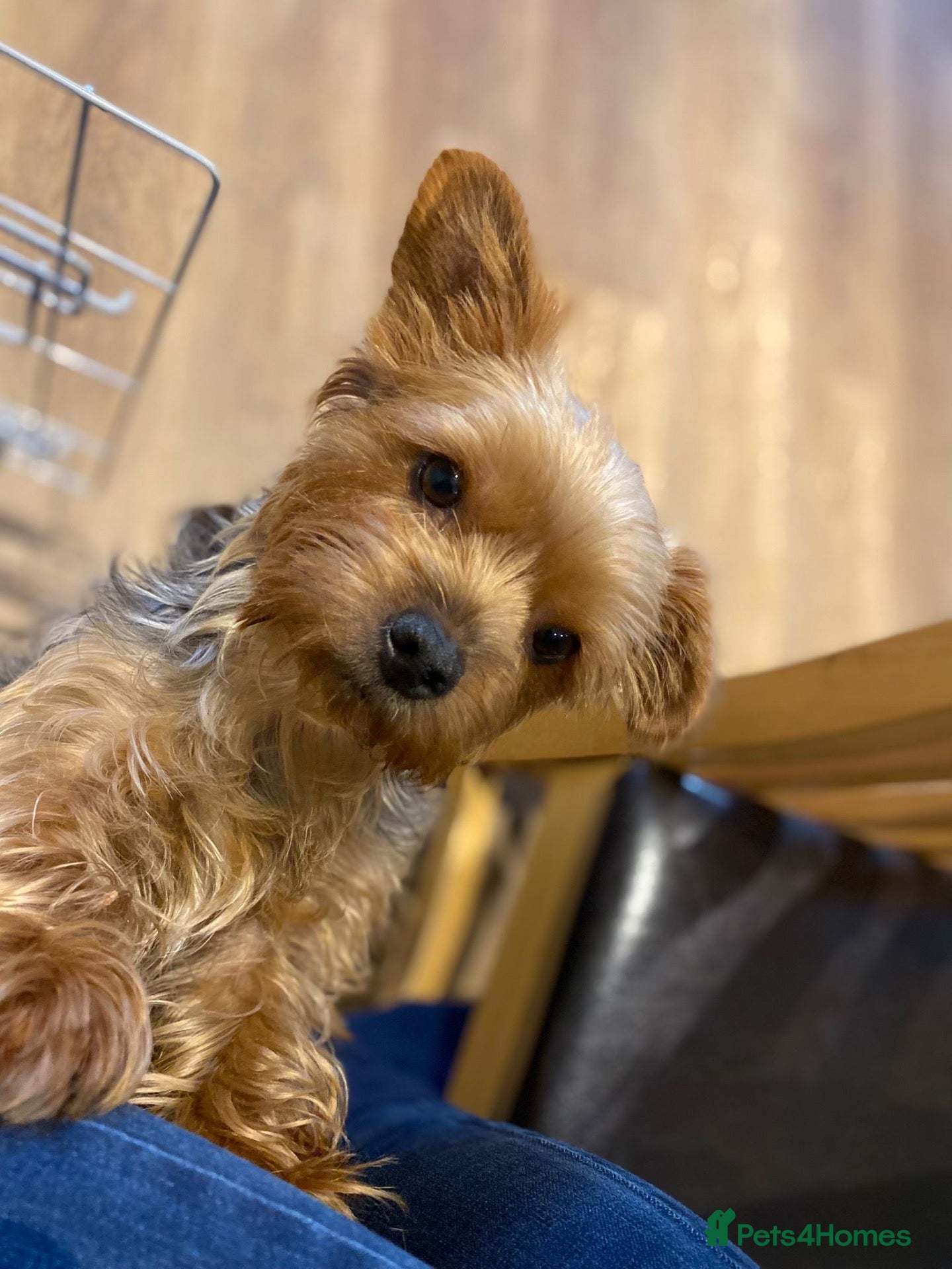Yorkshire Terrier dogs for sale: Pedigree Yorkshire Terrier Puppies  - Advert 7