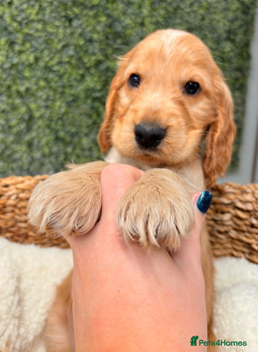 Cocker Spaniel dogs for sale: 🧡🧡 KC REG Show Cocker Spaniel Puppies For Sale - Advert 7