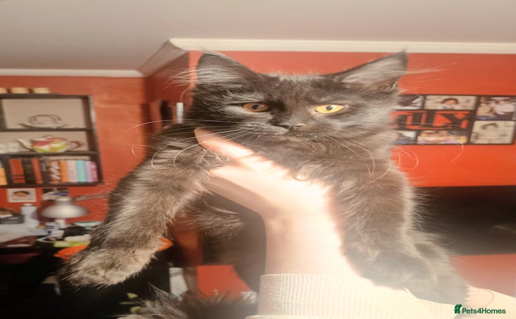 Maine Coon cats - Advert 16