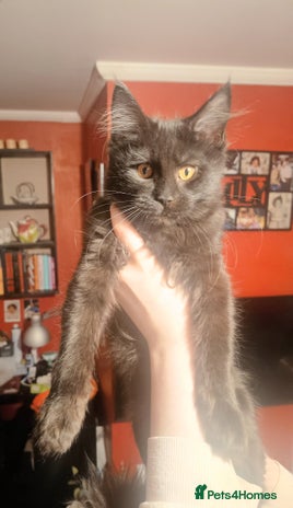 Maine Coon cats - Advert 13