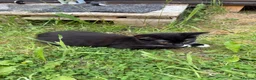 Mixed Breed cats for sale: Cute Kittens - Advert 3
