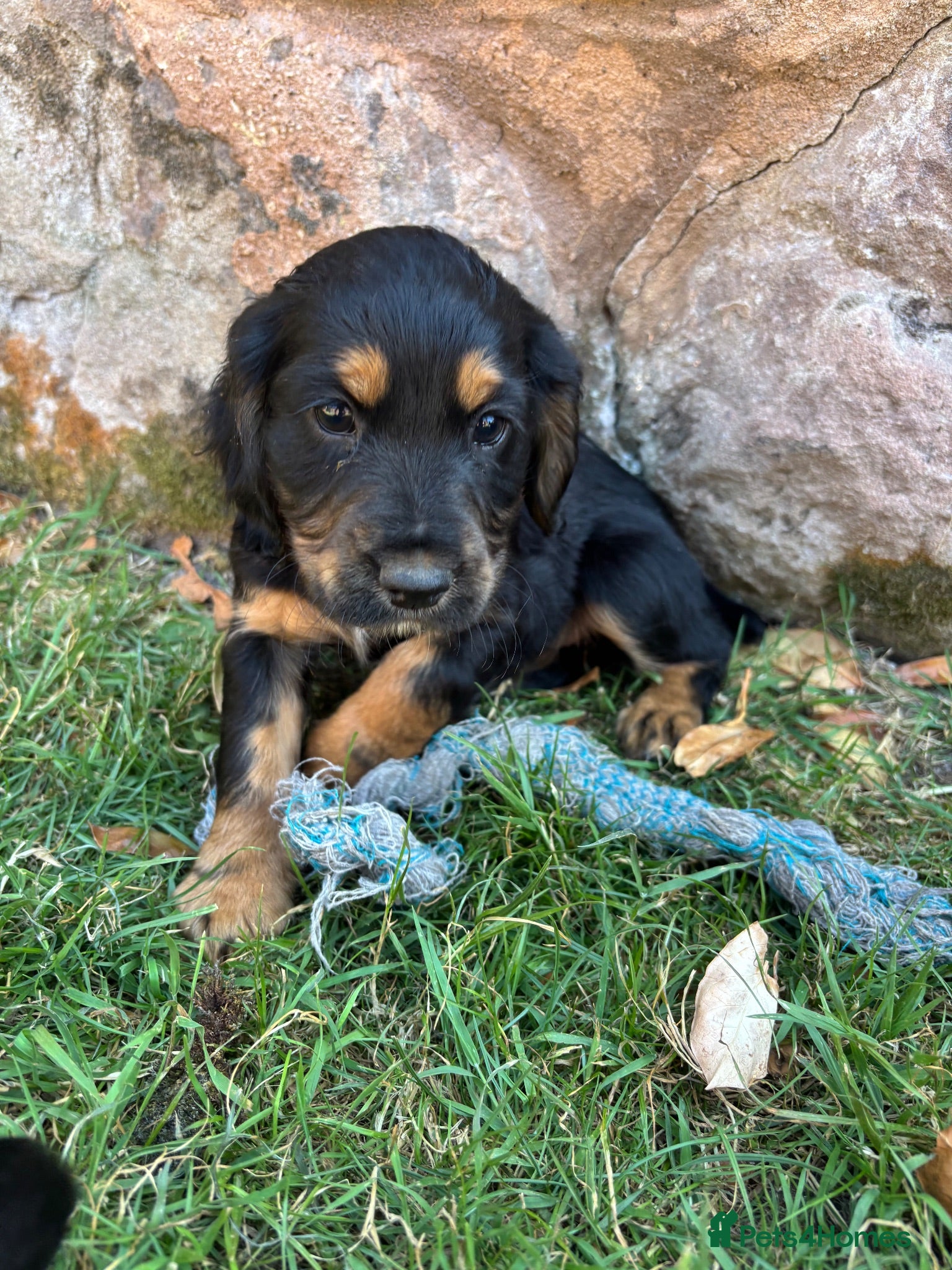 Cocker Spaniel dogs One Girlie Left 🩷Working Cocker Spaniel Puppies  - Advert 2