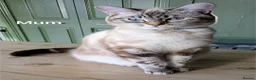 Bengal cats for sale: Snow Bengal Maine coon mixed moggies - Advert 18
