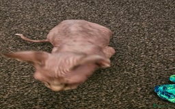 Sphynx cats for sale: Sphynx kittens - Image 6