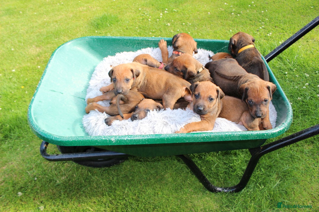 Rhodesian Ridgeback dogs for sale: Stunning Rhodesian RidgeBack Pups.. - Image 26