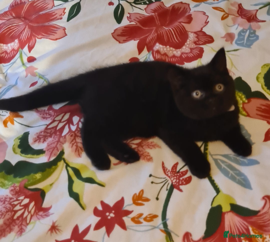 British Shorthair cats for sale: British shorthair black and blue kittens - Advert 29
