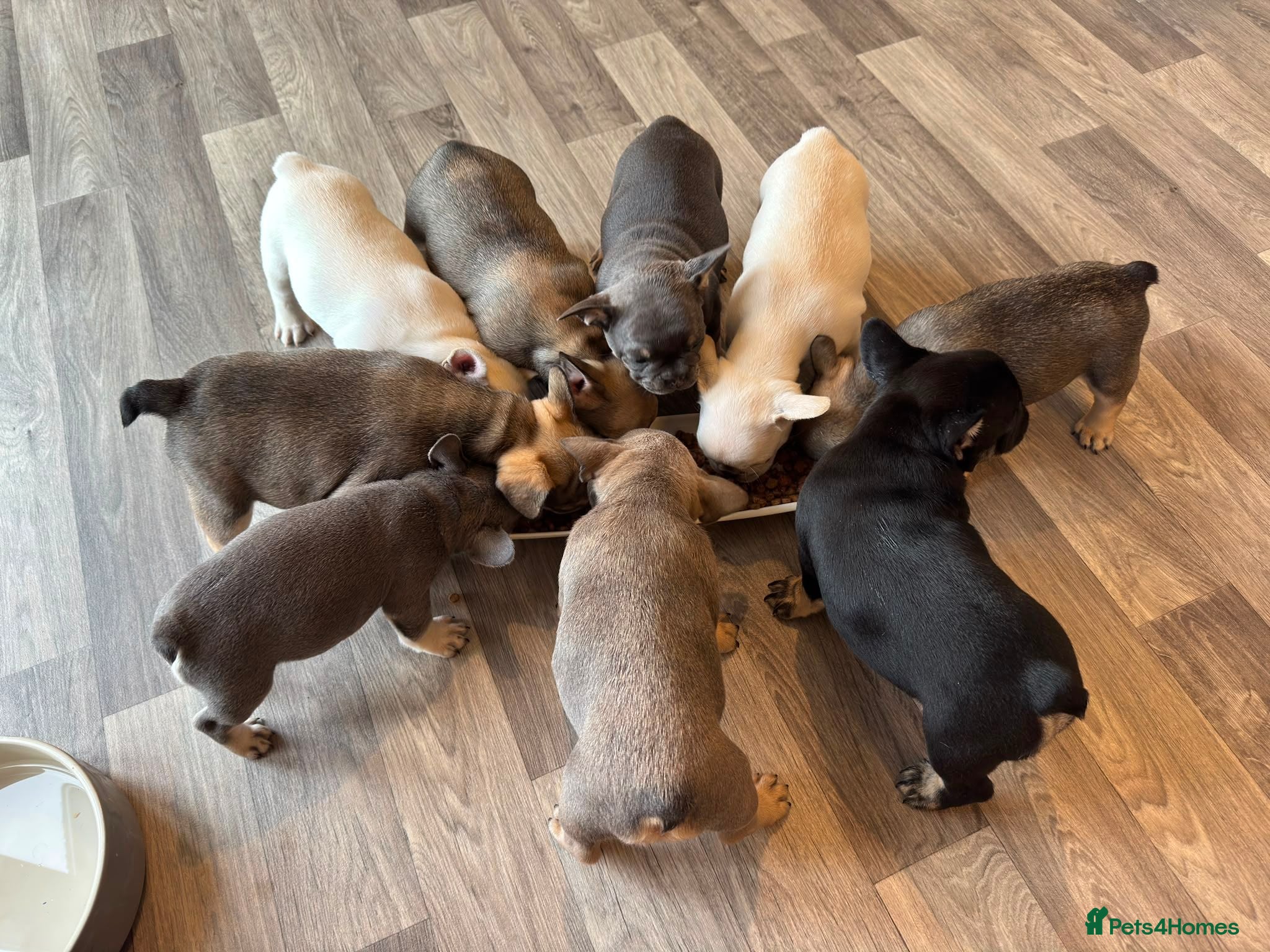 French Bulldog dogs French bulldogs puppies for sale,KC registered  - Advert 9
