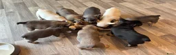 French Bulldog dogs for sale: French bulldogs puppies for sale,KC registered  - Advert 3