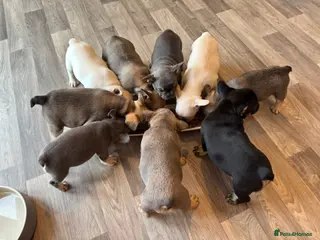 French Bulldog dogs French bulldogs puppies for sale,KC registered - Advert 1