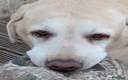 Labrador Retriever dogs for sale: Two older gentlemen seeking home together  - Image 6