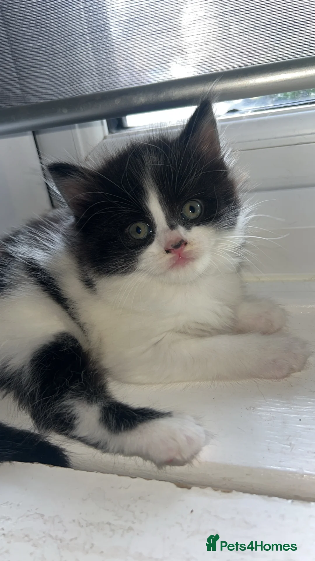 British Longhair cats for sale: Kitten for sale  in Chorley - Advert 3