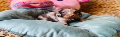 Miniature Dachshund Puppy 4