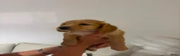 Cockapoo dogs for sale: 8 beautiful Cockapoos - Advert 25