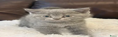 British Shorthair Kitten 6