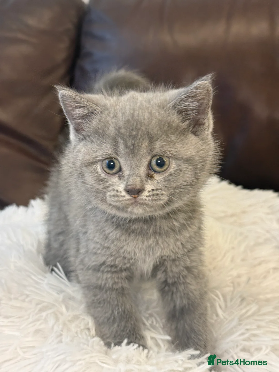 British Shorthair cats for sale: Beautiful BSH kittens  in London - Advert 2