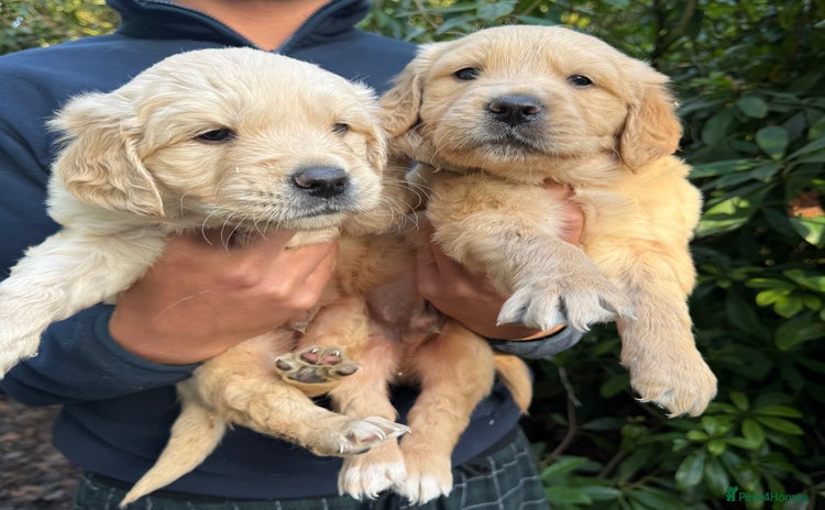 Golden Retriever dogs Four gorgeous boys available  - Advert 6