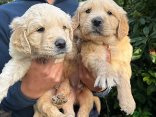 Golden Retriever dogs Four gorgeous boys available - Advert 4