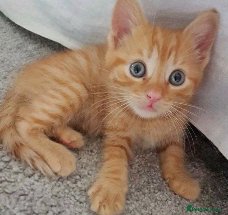 Mixed Breed cats Ginger tabby kittens  (8 weeks old) - Advert 9
