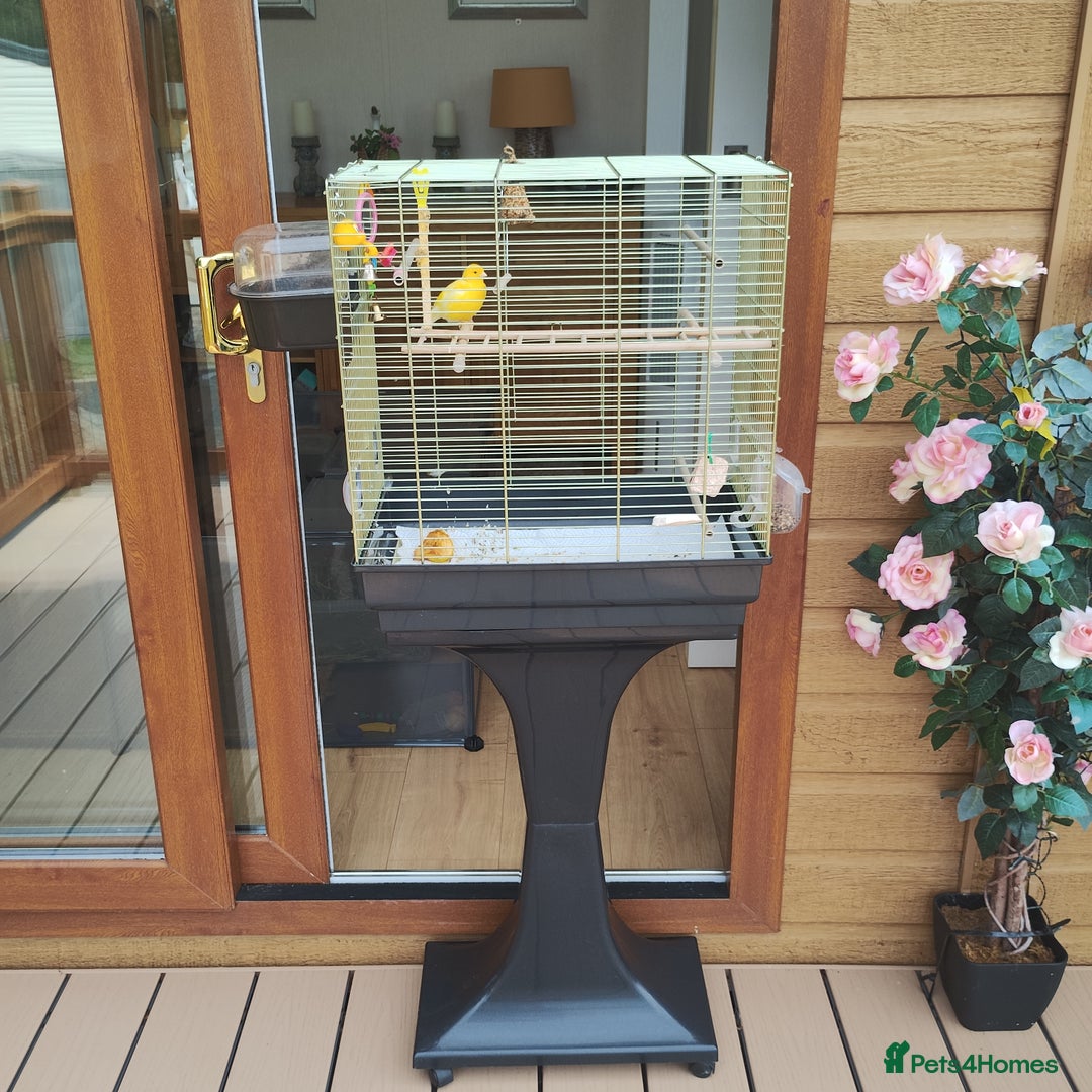 Canaries birds for sale: Canary  - Image 2