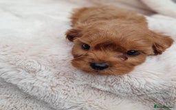 Cavapoo dogs for sale: Beautiful F1 Cavapoo Pups  - Image 16