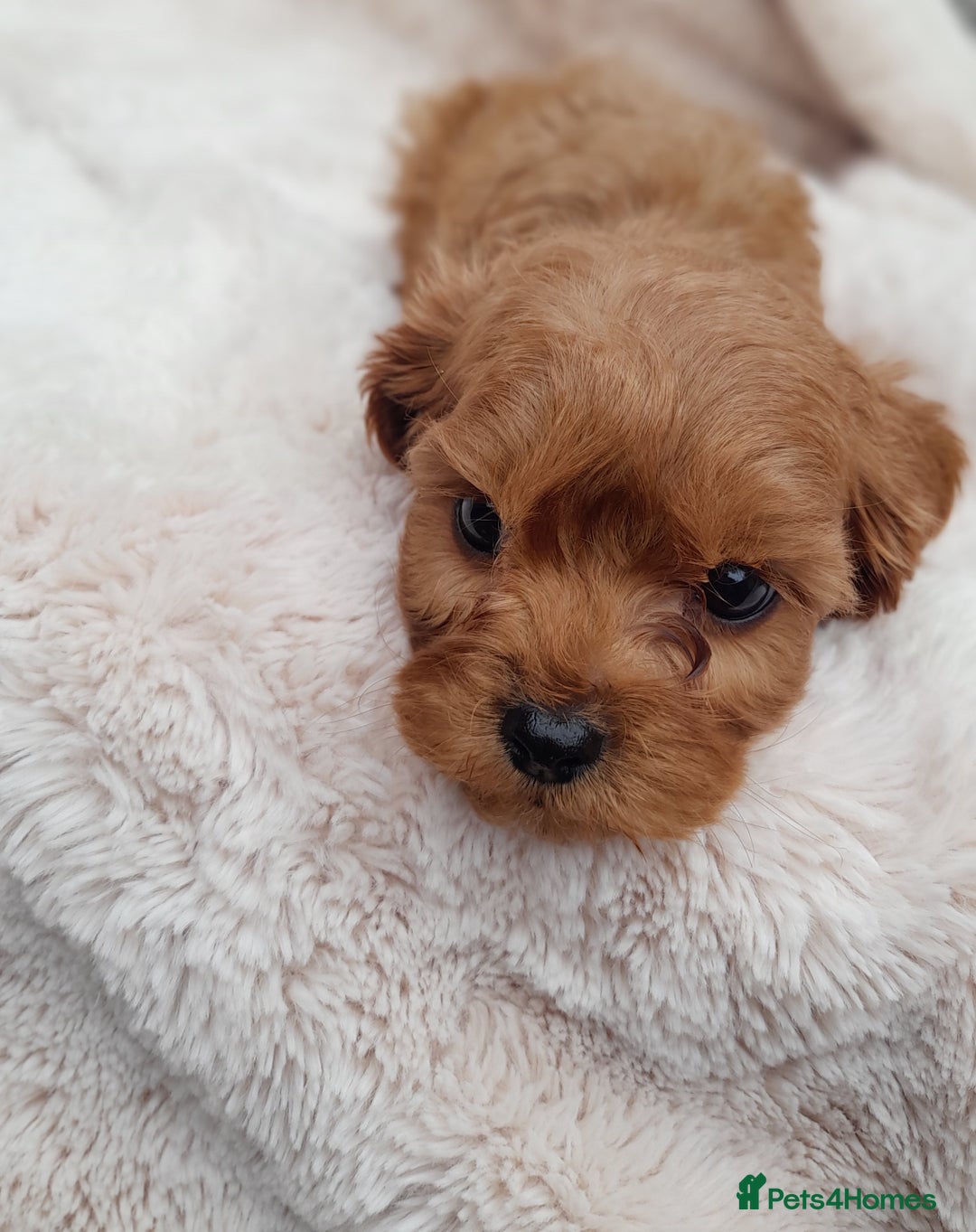 Cavapoo dogs for sale: Beautiful F1 Cavapoo Pups  - Image 16
