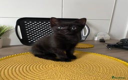 Domestic Shorthair cats for sale: Beautiful tabby shorthair kittens for sale  - Image 7