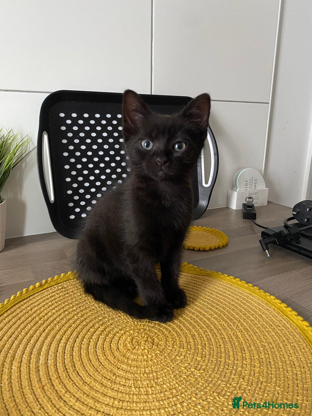 Domestic Shorthair cats for sale: Beautiful tabby shorthair kittens for sale  - Image 7