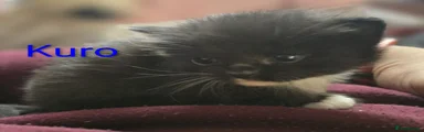 Kuro