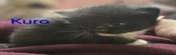 Siberian cats for sale: Adorable Siberian kittens - Advert 25