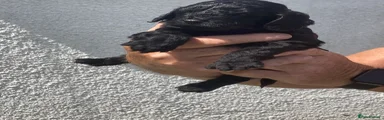 Cockapoo 2