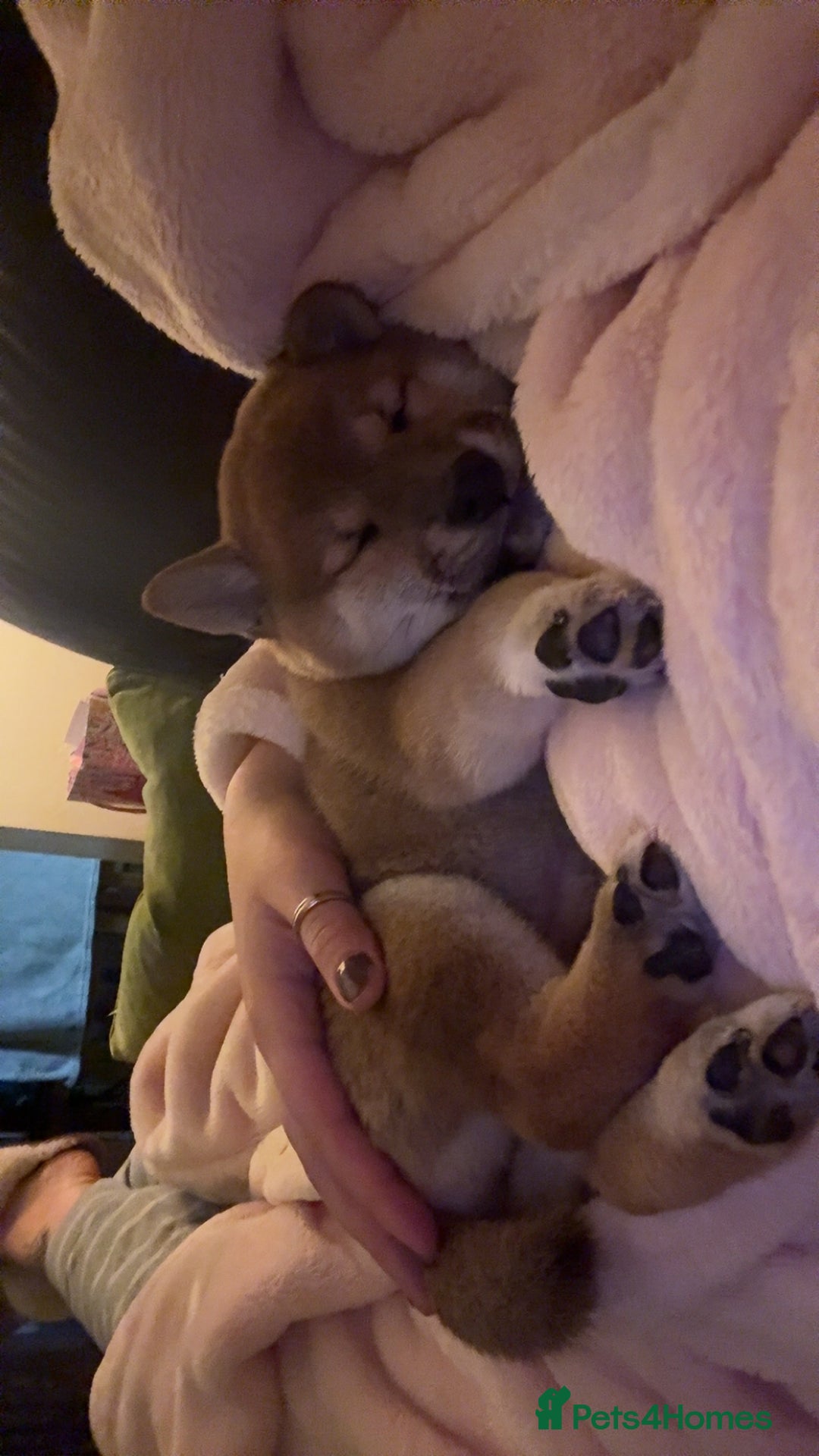 Japanese Shiba Inu dogs for sale: Japanese Shiba Inu 🇯🇵🩷 - Advert 4