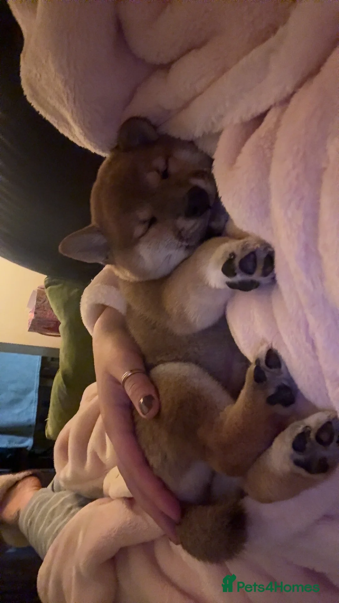 Japanese Shiba Inu dogs for sale: Japanese Shiba Inu 🇯🇵🩷 - Advert 4