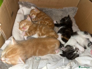 Domestic Shorthair cats Domestic shorthair x Maine Coon - Advert 3