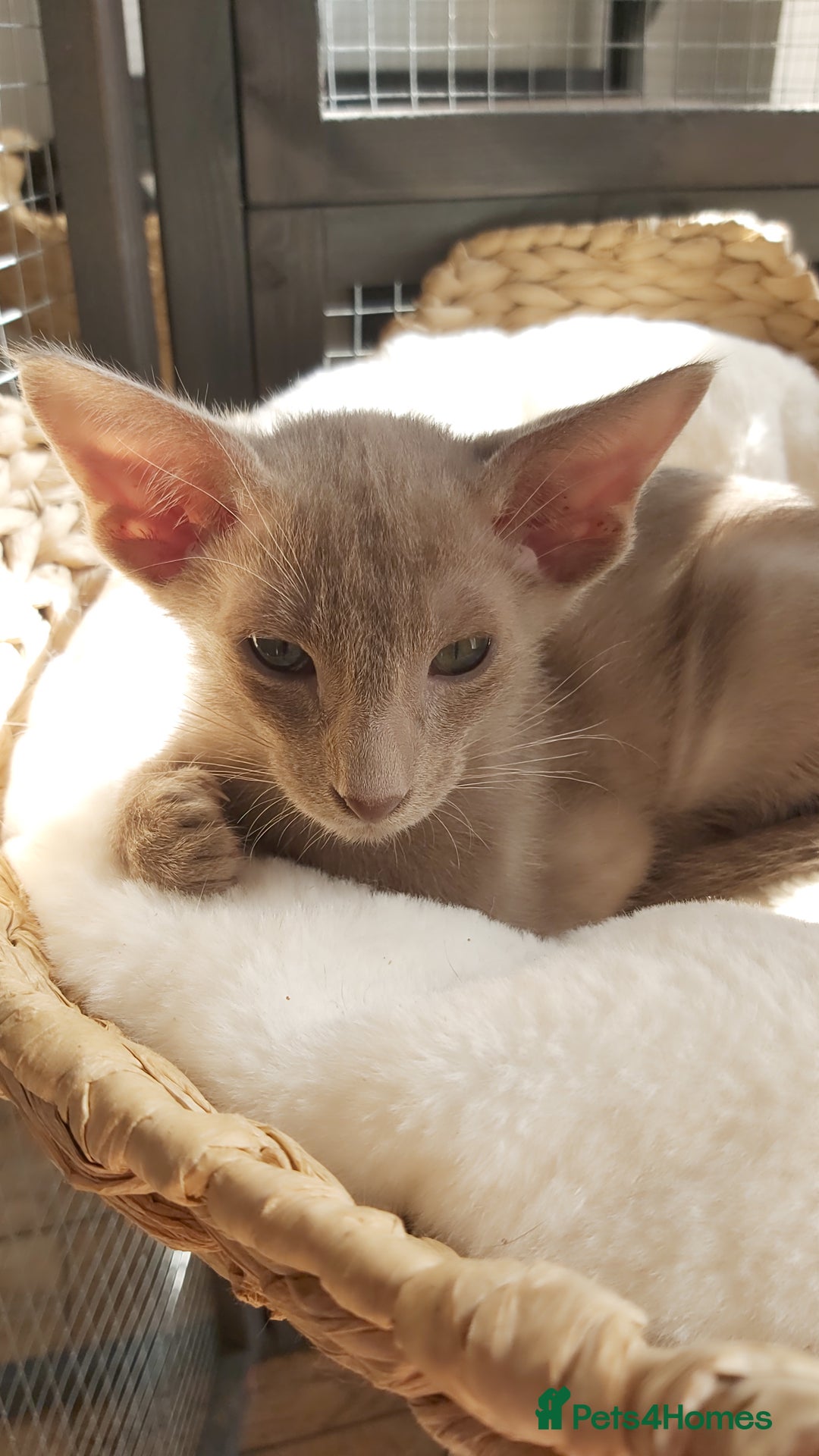Oriental cats for sale: Full Pedigree Oriental 1 Kitten XL size ears GCCF - Advert 34