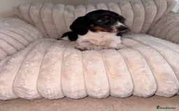 Miniature Dachshund dogs for sale: Miniature dachshund  - Image 14