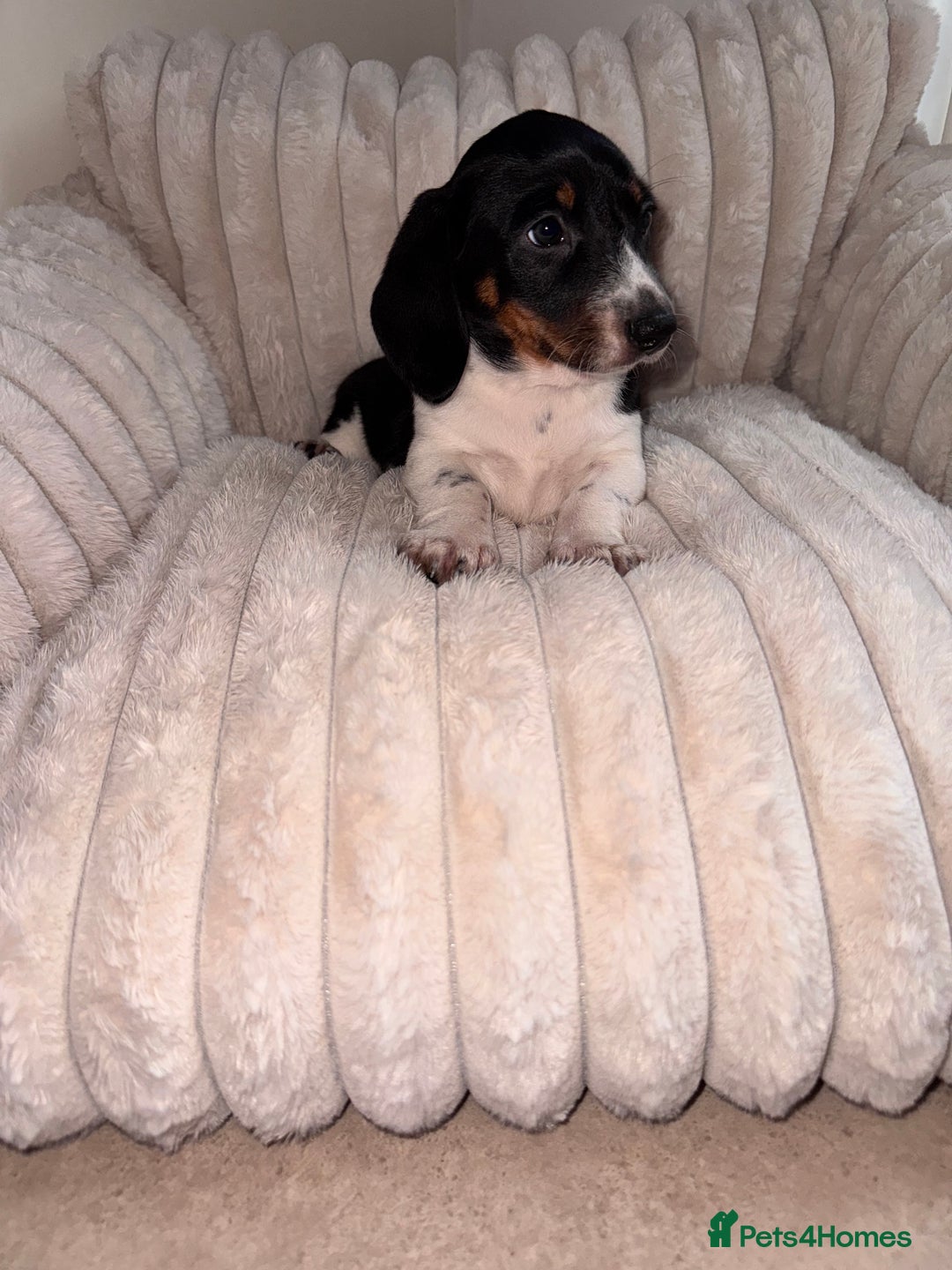 Miniature Dachshund dogs for sale: Miniature dachshund  - Image 14