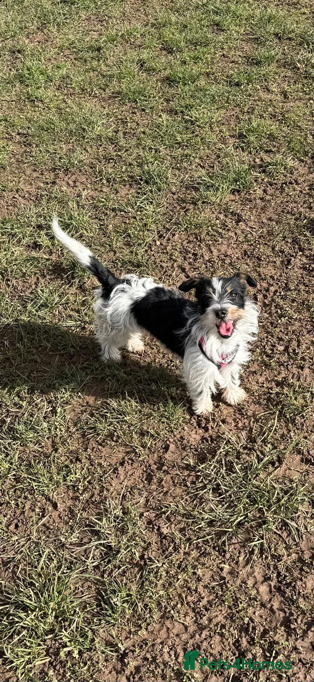 Mixed Breed dogs for sale: Cavalier King Charles Spaniel X Jack Russell - Advert 2