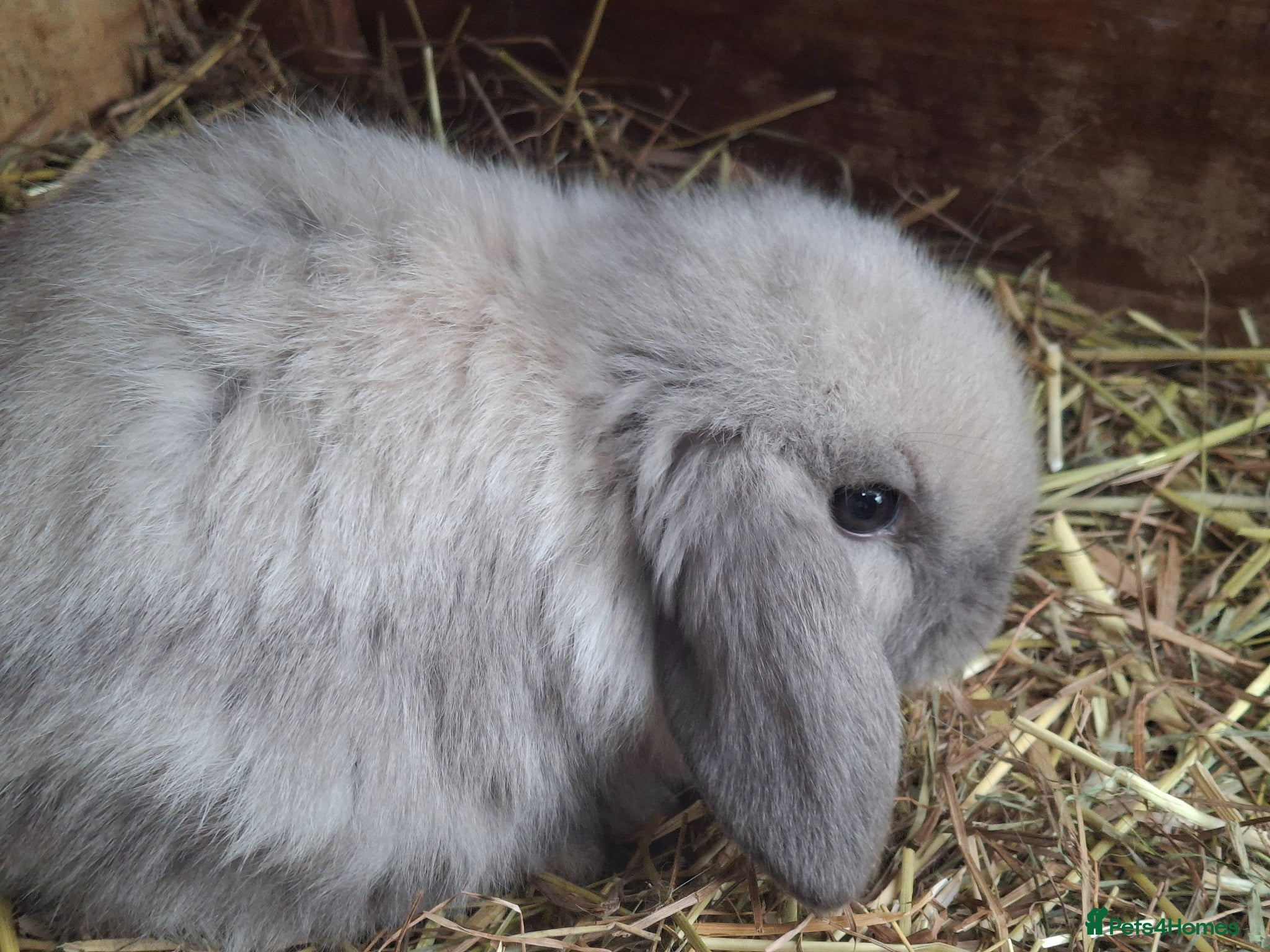 Mini Lop rabbits Baby Girl Mini Lops - Advert 1