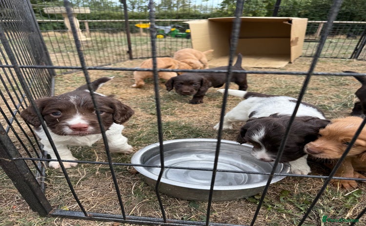 English Springer Spaniel dogs - Advert 6