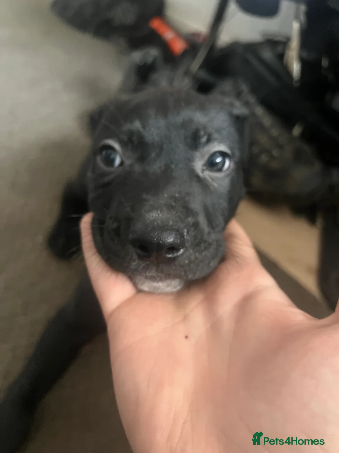 Mixed Breed dogs for sale: 8 Beautiful Mastiff x Staff x Black Mouth Cur Pups - Advert 19