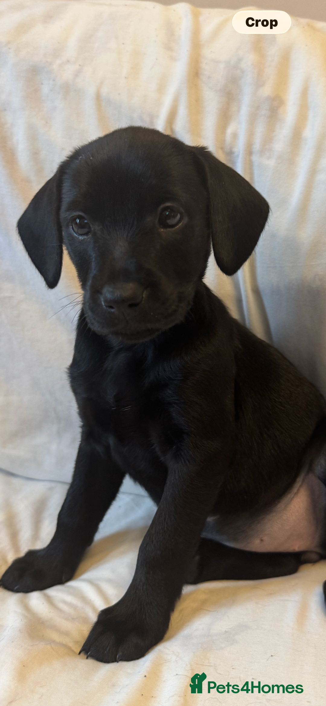 Mixed Breed dogs for sale: Mixed bread cavapoo-staff/sharpie - Advert 4