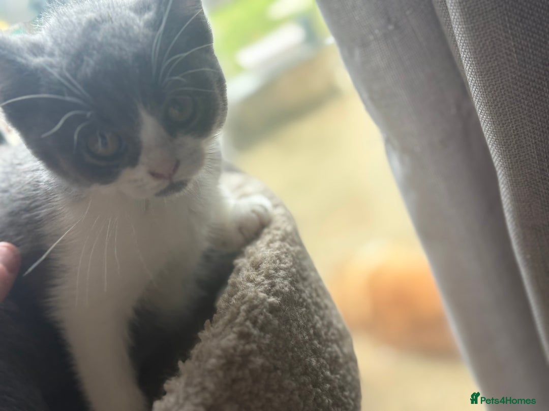 British Shorthair cats for sale: Ready now. Beautiful blue British shorthairs  - Image 5